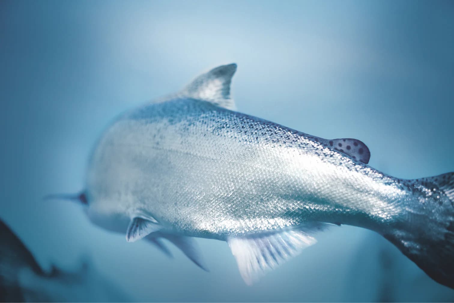 Prodotti ittici congelati di qualità